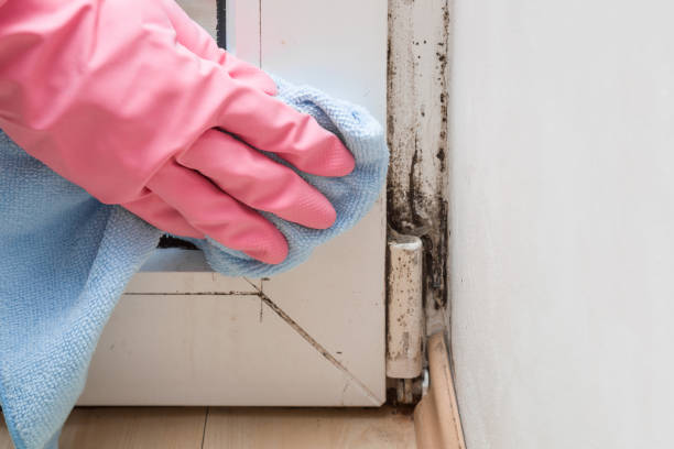 Best Emergency Mold Remediation in Ledbetter, KY