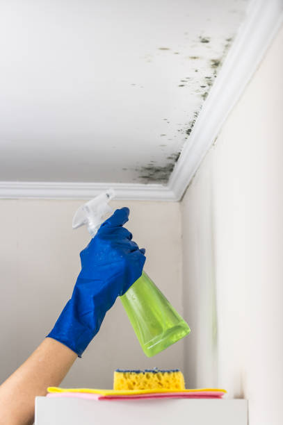 Best Localized Mold Remediation (e.g., coastal areas, humid climates) in Ledbetter, KY
